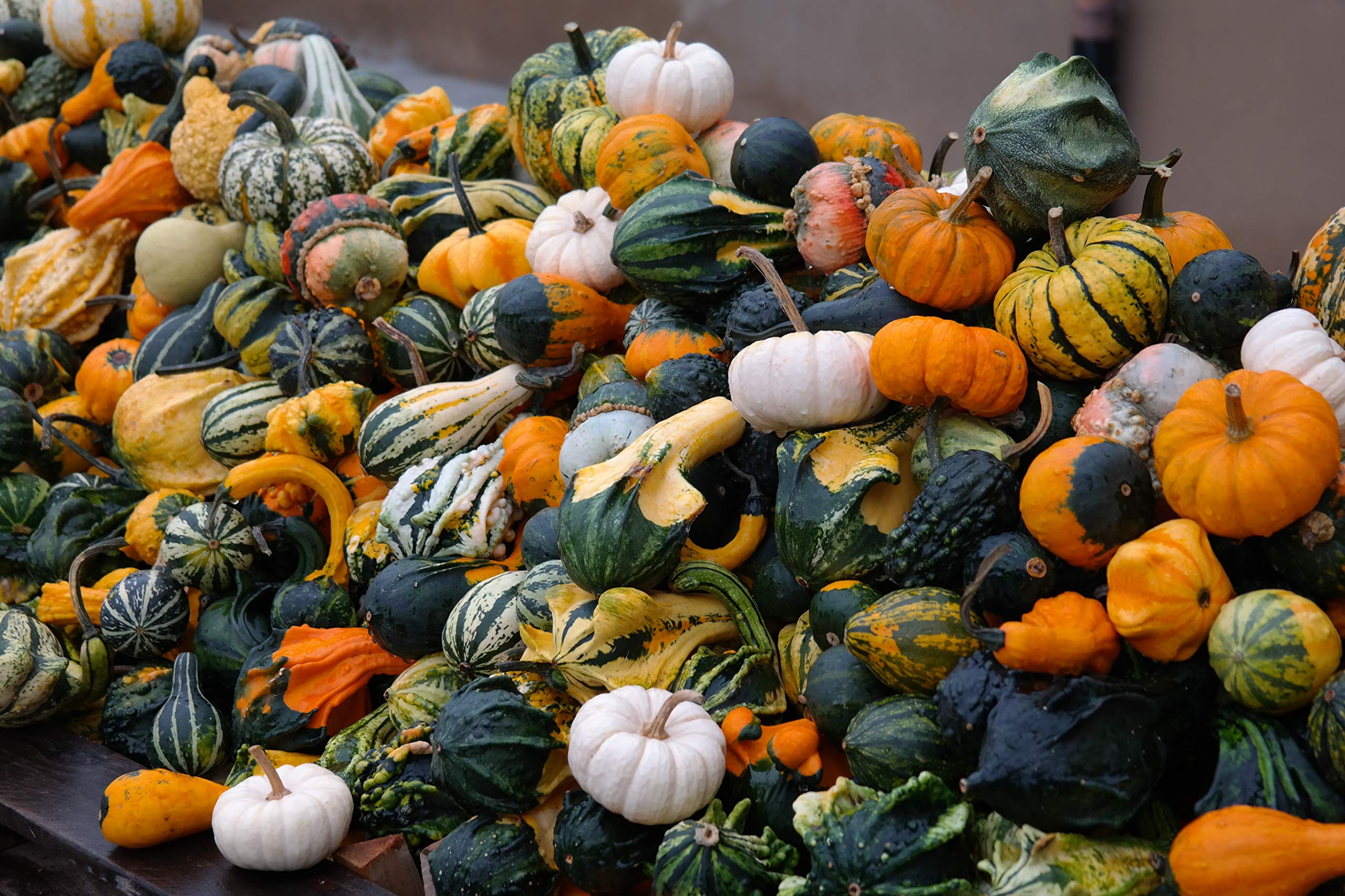 Decorative pumpkin mix grown from seeds with assorted shapes, colors, and ornamental textures